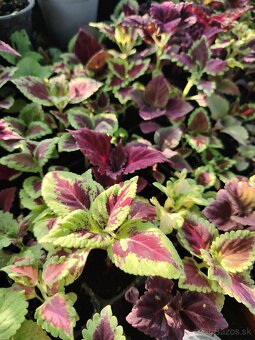 Coleus - 3