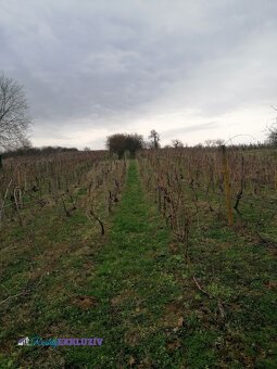 Na predaj viničný dom v obci Šalov - 3