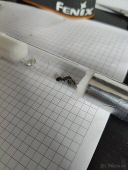 Predám kolóniu mravcov Camponotus nicobarensis - 3
