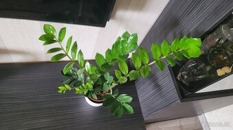 Zamiokulkas (Zamioculcas zamiifolia) - 3