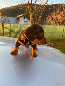 Jazvečík krátkosrstý - 3