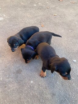 Jazvečík krátkosrstý - 3