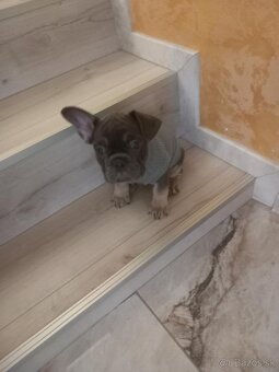 Predam Buldočeka - 3