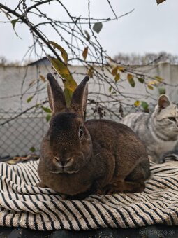 Castorex - samička - 3