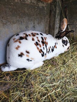 Dalmatínsky Rex Trikolor - 3