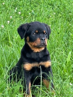 Rottweiler, rotvajler, rottwailer, rtw - 3