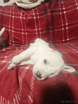 Šteniatka slovenský čuvač - 3