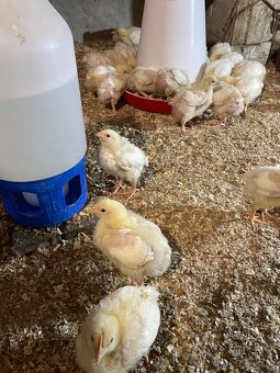 Brojlerove kurčatá - 3