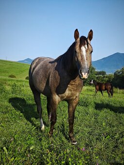 Pripuštanie American quarter horse - 3