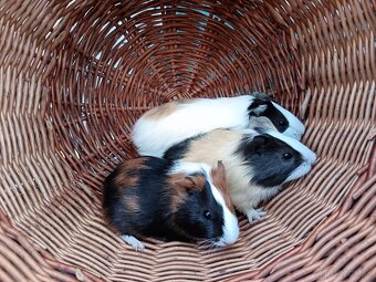 Predám morčatá - samičky - 3