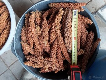 Proso senegalske - 3