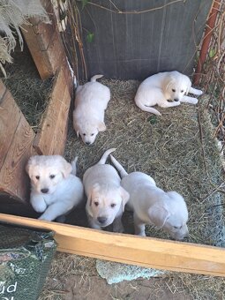 Šteniatka Labradora - 3