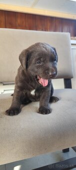 Čokoládový Labrador - 3