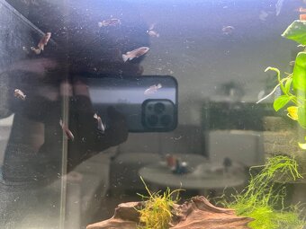 Pseudotropheus Mpanga - 3