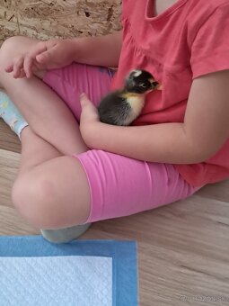 Indicky bezec - 3