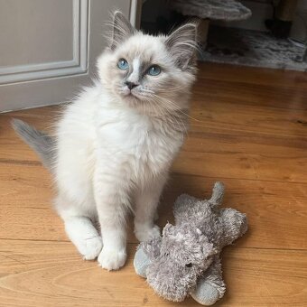 K dispozícii sú roztomilé mačiatka plemena Ragdoll - 3