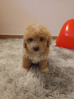 Toy Maltipoo - 3
