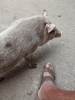 Gottingenské prasiatka - 3