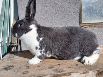 Meklenburský strakáč - 3