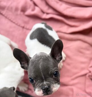 Francúzsky buldoček - 3