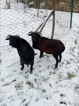 Kamerúnska ovca - 3