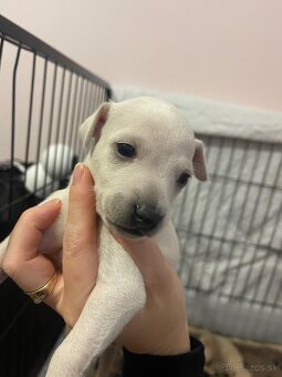 Taliansky chrtik s rodokmenom - 3