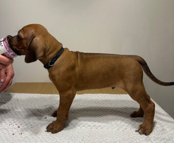 Rhodesian Ridgeback s preukazom pôvodu - 3