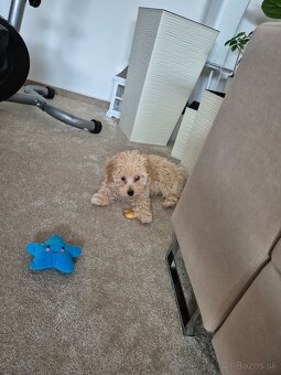 Predám Maltipoo - 3