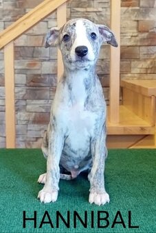 Whippet s PP - 3