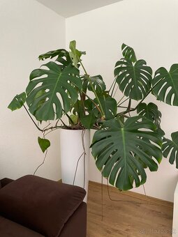 Monstera Deliciosa - 3