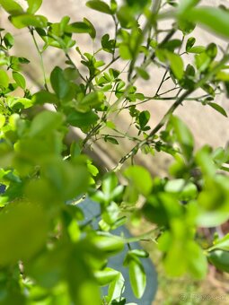 Na predaj: Citronovníkovec trojlistý – 5-ročný stromček 🌿 - 3