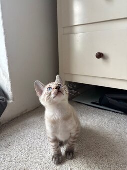 Bengálske mačiatka - 3