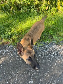 Belgický ovčiak x Nemecký ovčiak - 3