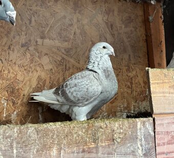 Poštové holuby štandard - 3