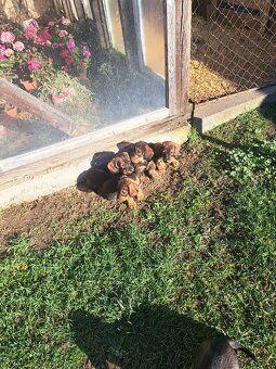 Jazvečík hrubosrstý šteniatka - 3