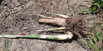 Okrasná pásikavá tráva Arundo Donax Variegata - 3