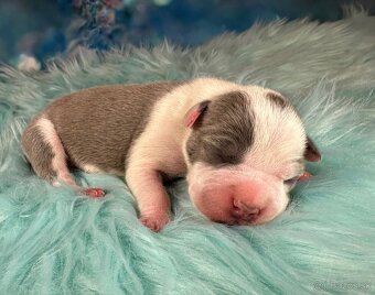 Americký Stafordšírský Teriér s PP - 3