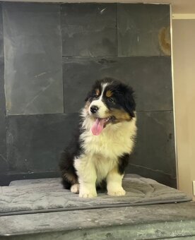 austrálsky ovčiak s PP - 3