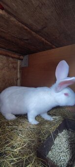 Predávam Samčeka hyla x belgický obor albín - 3