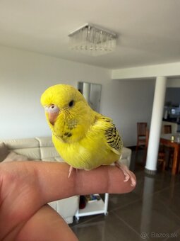 Andulka TCB Maznačik - 3