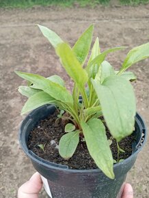 Trvalky - Echinacea purpurová, krasnoočko, yzop lekársky - 3
