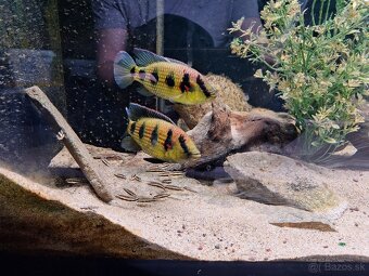 Predam Cichlidy Hemichromis elongatus Minna Niger - 3