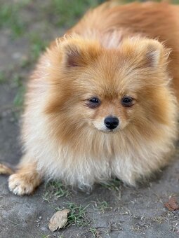Pomeranian s PP - 3
