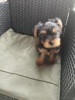 Yorkshire terrier, yorkshirsky terier, york - 3