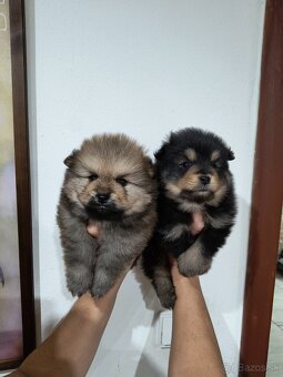 Špic typ pomeranian - 3