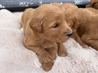 Goldendoodle - 3