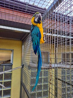 Ara Ararauna – samica 2025 - 3