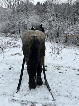 Predam žrebca - 3
