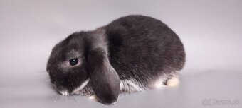 MiniLop Gerdička - 3