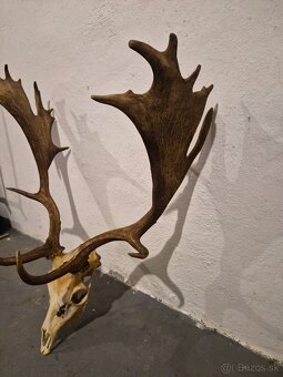 Trofej,parohy,zhody - 3